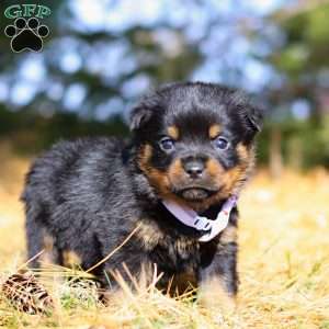 Raven, Rottweiler Puppy